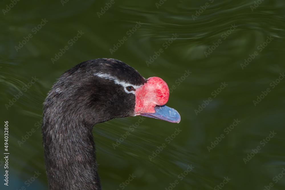 Fototapeta premium Black-necked Swan (Cygnus melancoryphus) in park, Buenos Aires, Argentina