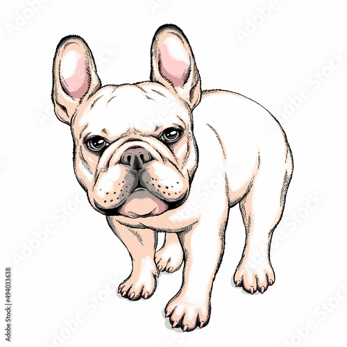 Cute french bulldog sketch. Vector illustration in hand-drawn style . Image for printing on any surface