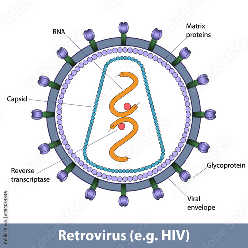 Retrovirus structure (e.g. HIV). Sipmlified virus structure