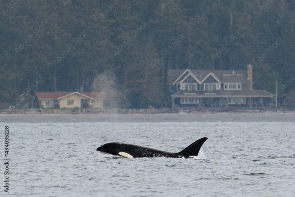 Fototapeta premium Transient orca T099, Bella, traveling in Penn Cove Whidbey Island