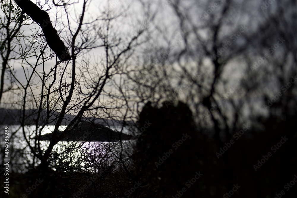 Folk Horror Tree Aesthetic Shot At Loch Caolisport Folk Horror Tree Aesthetic Shot At Loch Caolisport