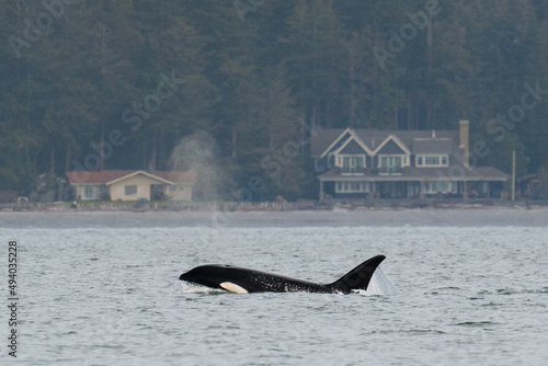 Transient orca T099, Bella, traveling in Penn Cove Whidbey Island photo