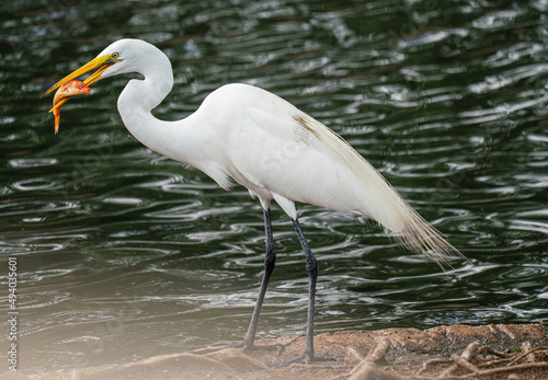 Canvas Print White Crane with fish in mouth
