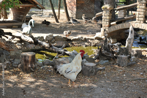 Closeup of Yurlovskaya vociferous chicken bird in rural environment photo