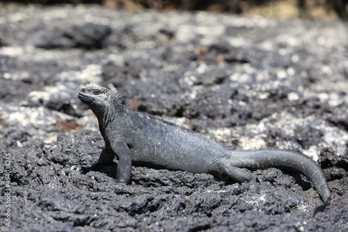 Iguane marin des îles Galápagos