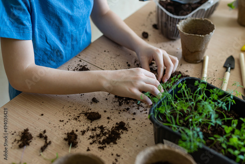 Home gardening, child's hands preparing the soil for transplanting seedlings in eco pots and watering plants, the concept of learning to grow plants for preschoolers Horizontal photo