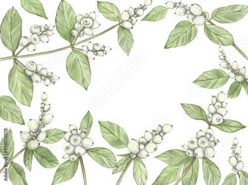 Watercolor snowberry branch illustration. Hand Drawing Frame © nanyasem