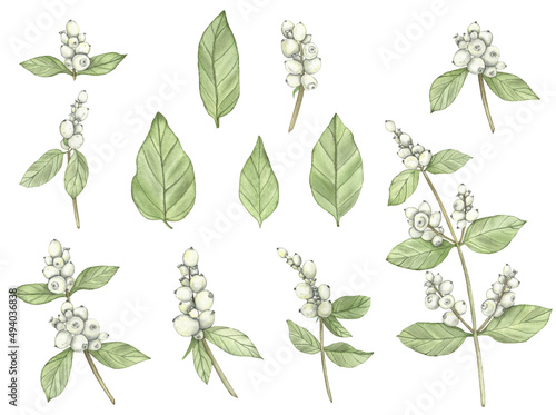 Watercolor snowberry branch illustration. Hand Drawing Floral set