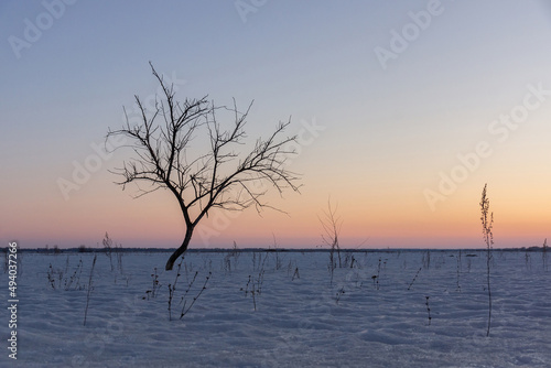 Fototapeta Naklejka Na Ścianę i Meble -  Lonely Tree at Sunset in a Winter Landscape
