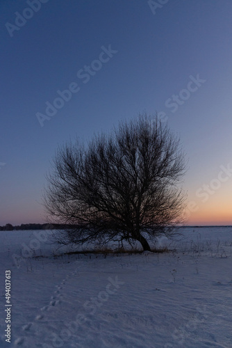 Lonely Tree at Sunset in a Winter Landscape