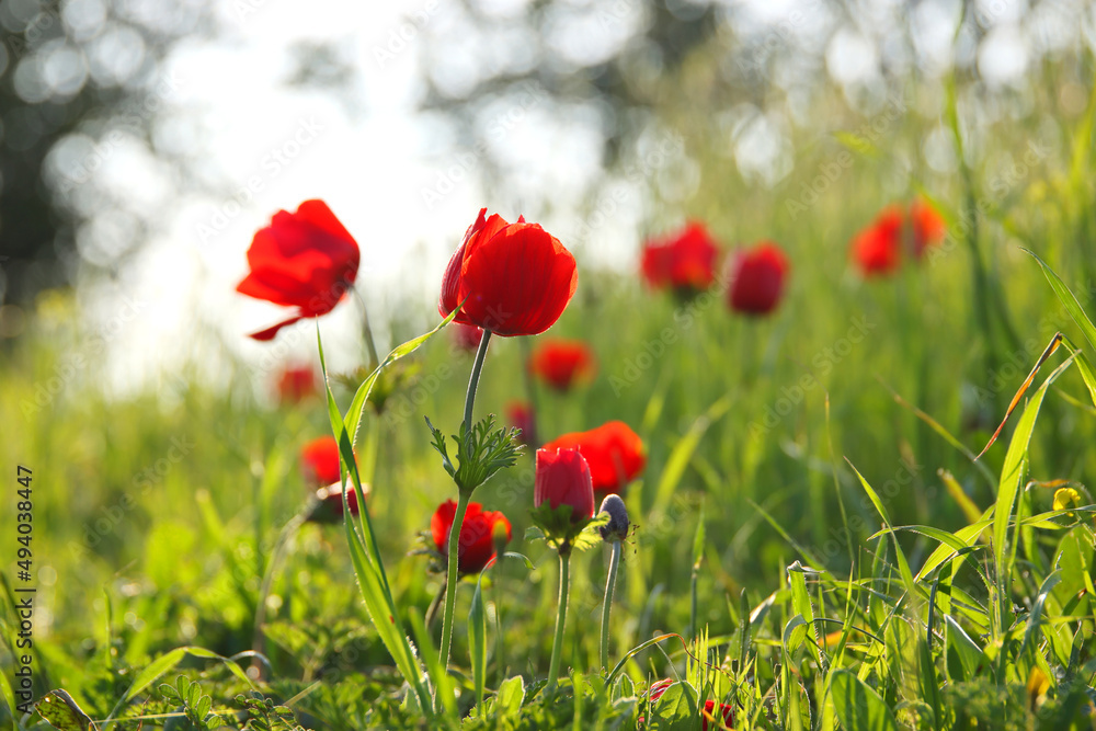 Obraz premium photo of red poppy in the green field at sun light