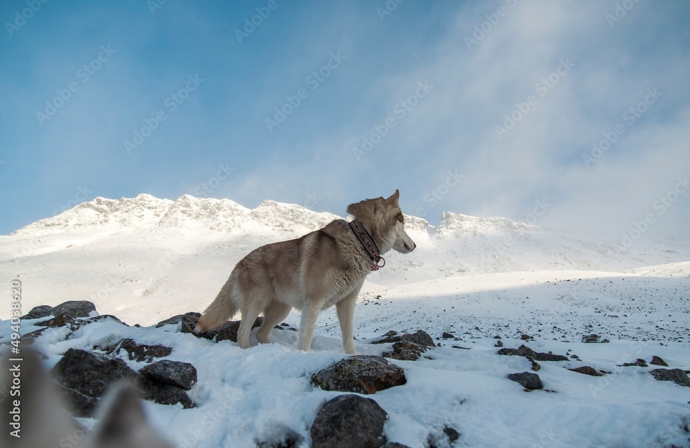 Naklejka premium dog in the mountains