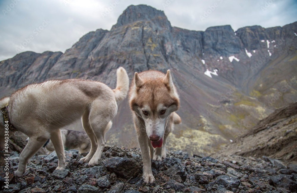 Obraz premium dog in the mountains