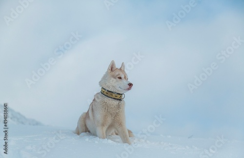 dog in snow