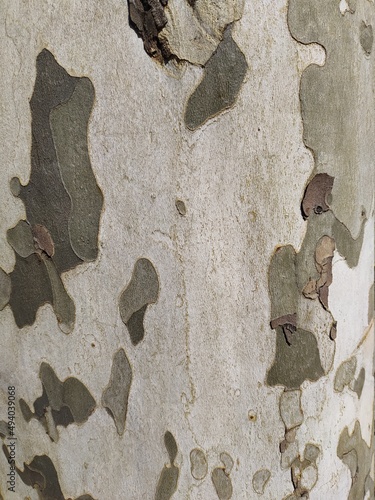 tree texture. nature photo. brown and gray brackground 