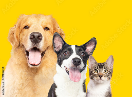 Golden retriever, mixed breed dog and little cat kitten together on yellow background