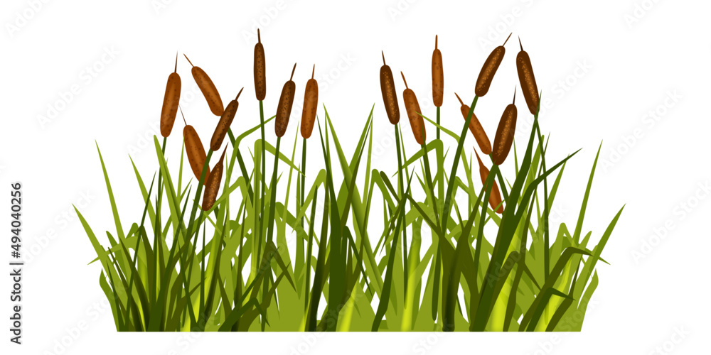 Photo & Art Print Swamp grass illustration, vector reed plant, marsh ...