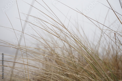 Windy Gras