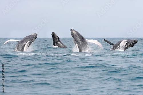 Baleines 