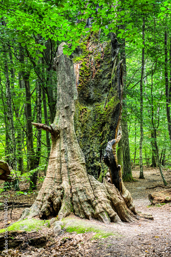 Abgestorbener Buchenstamm im Urwald Sababurg