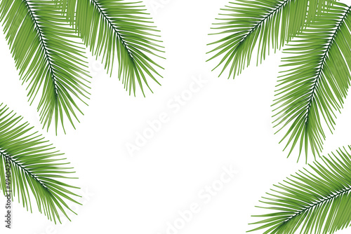 Frame With Palm Leaf Isolated white Background With Gradient Mesh  Vector Illustration