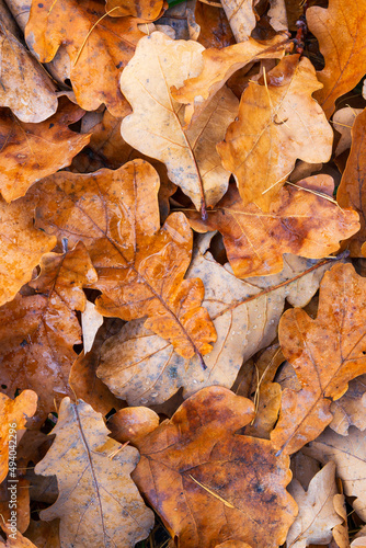 Wet oak leaves cover in rainy autumn season. October background