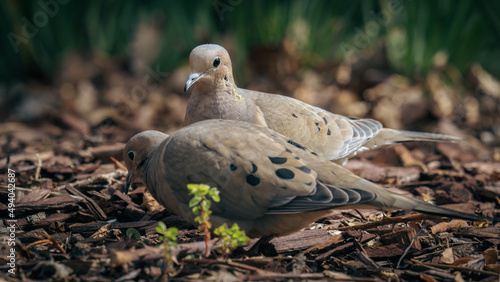 Selective focus shot of mourning doves (zenaida macroura) photo