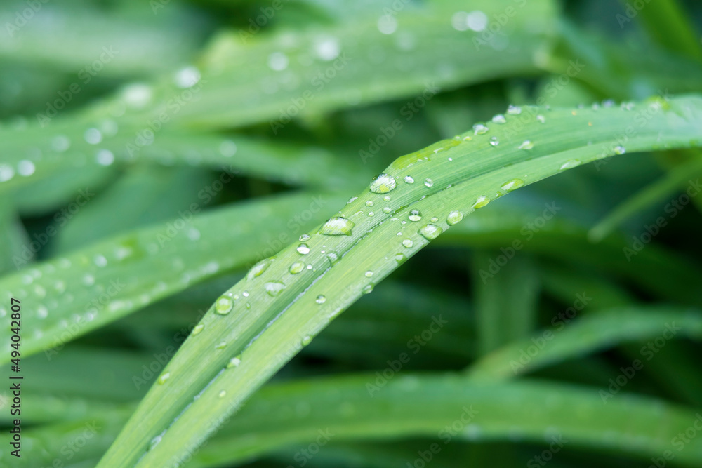 Rain droplet on green grass. Selective focus Rain droplet on green grass. Selective focus
