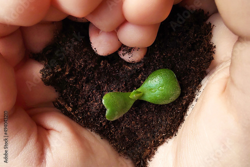 Care concept. Macro photo of a green sprout in the palms, the soil in the form of a heart