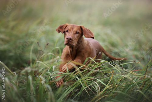 A beautiful Hungarian Vizsla dog runs on the grass © adyafoto