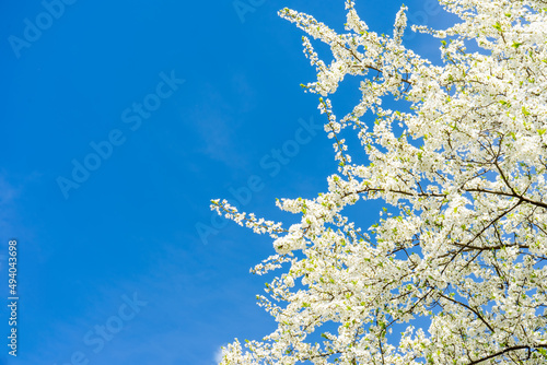 Blooming cherry tree with white flowers over blue sky. Spring blossom background with copy space for text