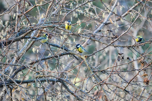 small yellow birds on a branch