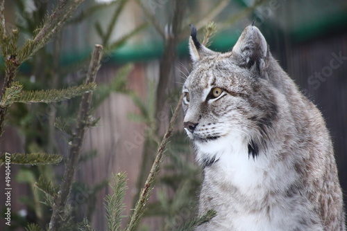 close up portrait of red lynx