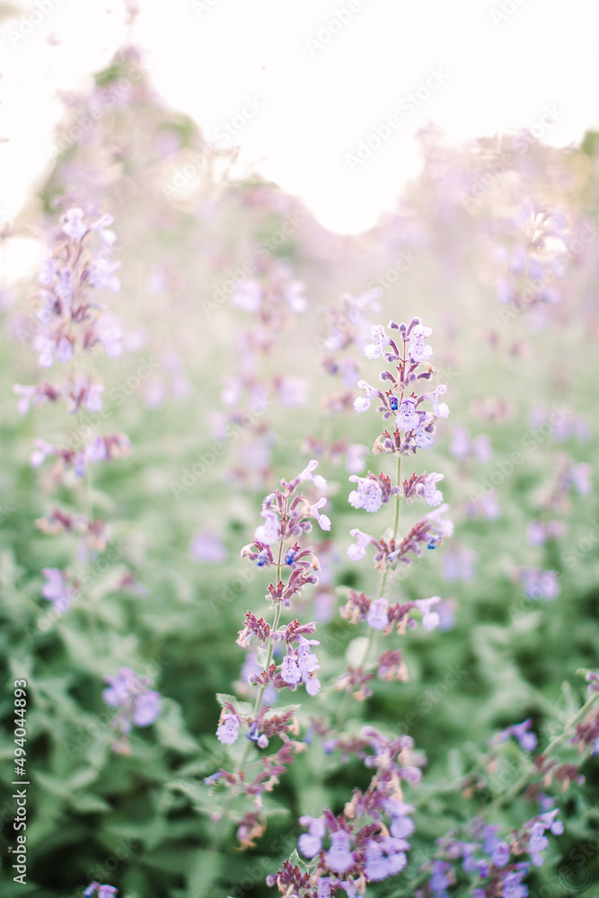 Naklejka premium Garden 