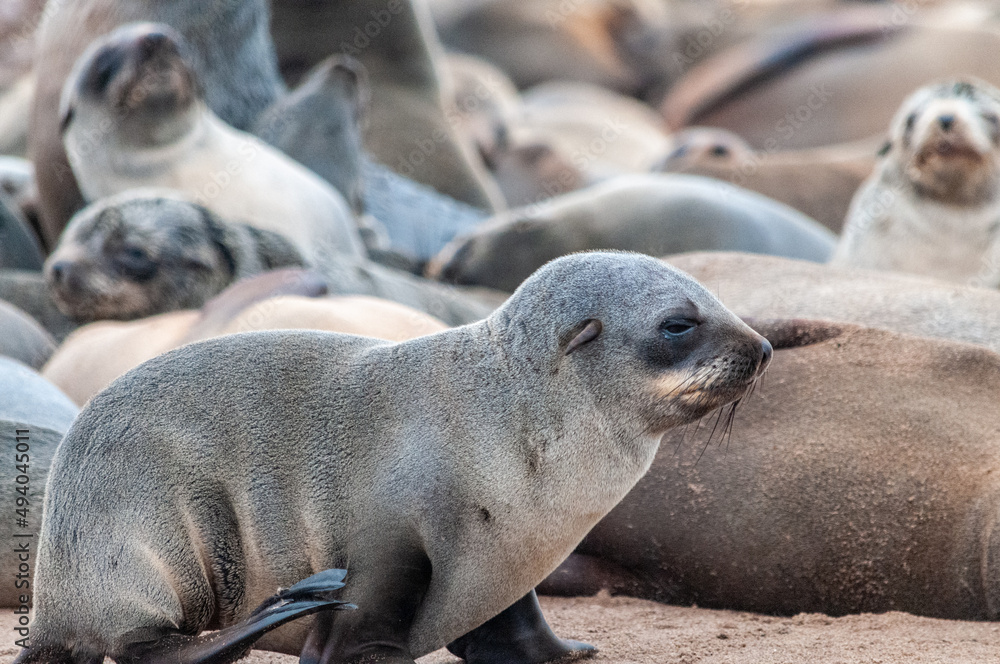 Obraz premium Close-up of a seal straddling through the seal colony at Skeleton Coast, Namibia.