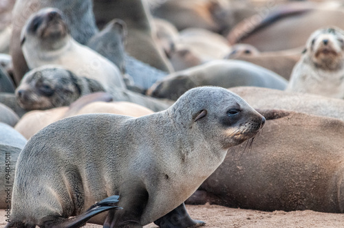Close-up of a seal straddling through the seal colony at Skeleton Coast, Namibia.
