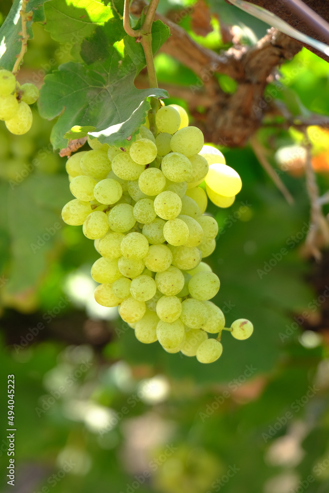 Close up image of harvesting Green grapes with green leaves, fresh fruits.