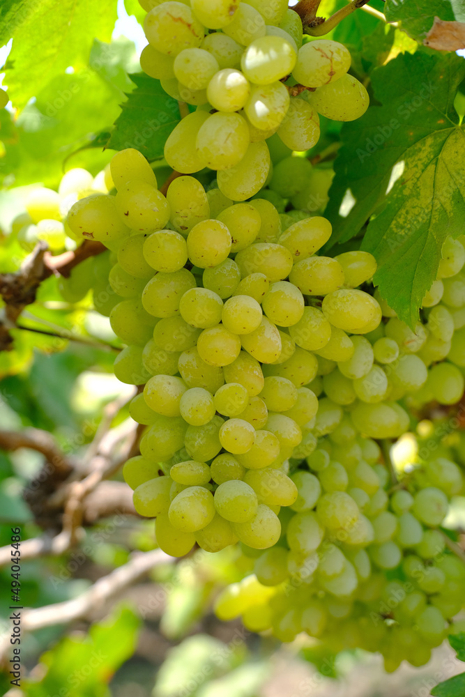 Close up image of harvesting Green grapes with green leaves, fresh fruits. Close up image of harvesting Green grapes with green leaves, fresh fruits.