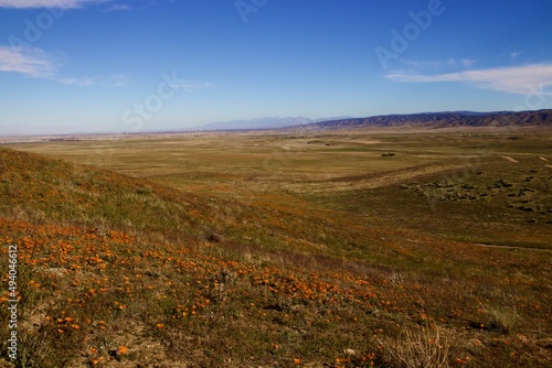 Blooming Poppy flowers with clouds and mountain backgrounds 