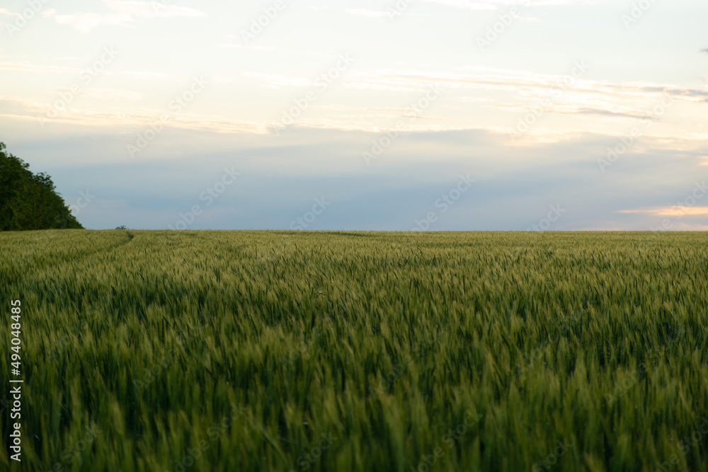 Green field of wheat growing in countryside with blue sky on the background.