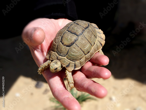 Little turtle sits on the hand