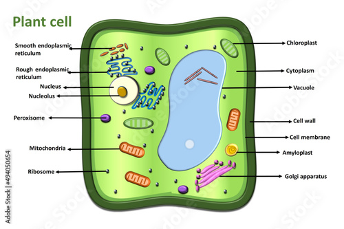 plant cell diagram anatomical structure. Vector illustration. Infographic design including nucleus, mitochondria chloroplast endoplasmic reticulum Golgi apparatus ribosomes cytoplasm,  cell wall 