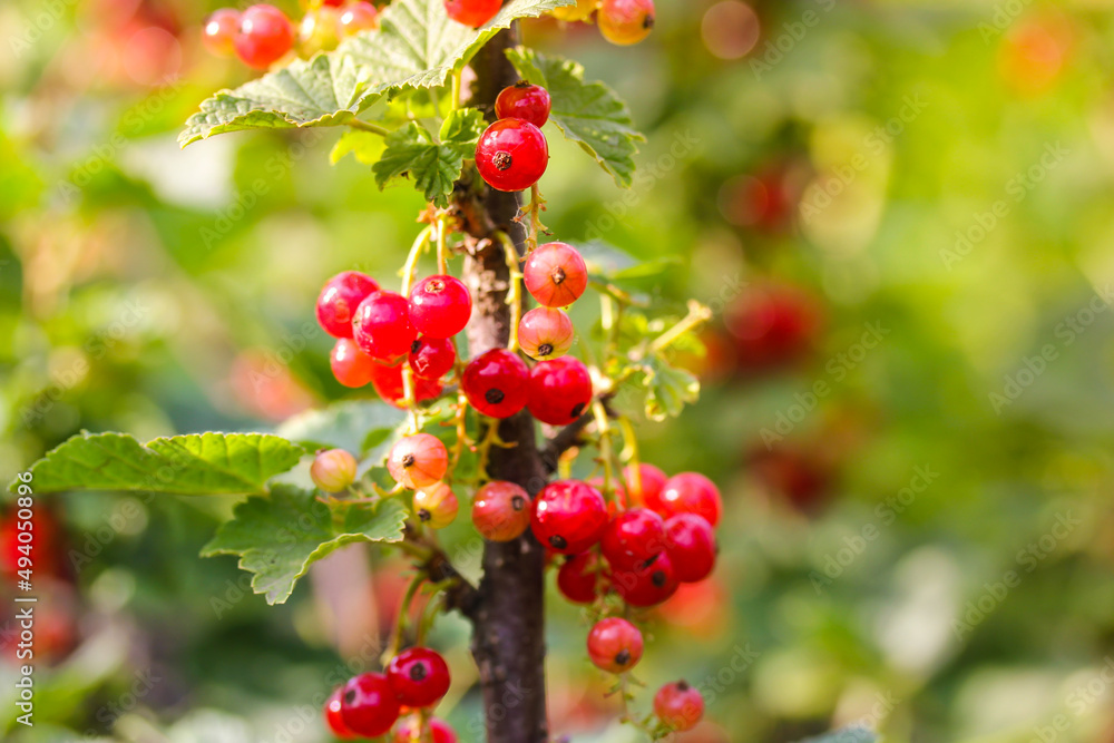 Macro shot of ripening red currant berries on the branches among green foliage in home garden. Planting, caring for currants in summer day. Farming, gardening, fruit growing concept. Copy space. Macro shot of ripening red currant berries on the branches among green foliage in home garden. Planting, caring for currants in summer day. Farming, gardening, fruit growing concept. Copy space.