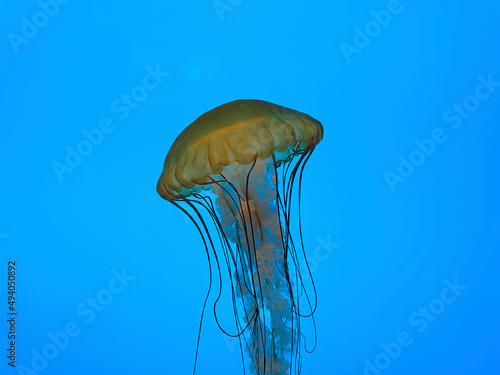 Close up of jellyfish swimming on a blue background © Julia