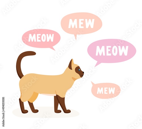 Siamese cat meowing and talking. Talkative pet yelling, yowling and crying a lot. Vector