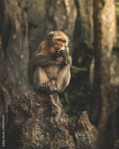 Vertical shot of a cute monkey eating in a jungle photo