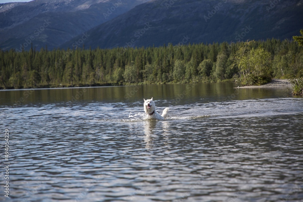 dog running in the water