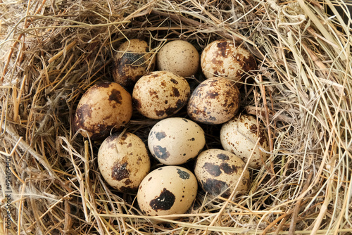 Quail eggs in a straw nest. Concept dietary product, environmentally friendly