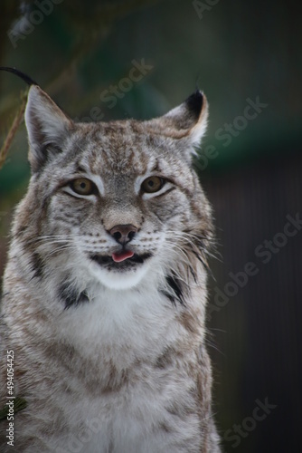 close up portrait of red lynx puting out tongue
