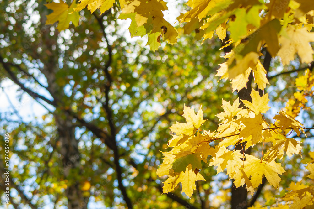 Yellow beautiful maple leaves on an autumn sunny day. Autumn leaves in the forest against the blue sky. Colorful natural background Yellow beautiful maple leaves on an autumn sunny day. Autumn leaves in the forest against the blue sky. Colorful natural background